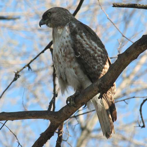 A small Red-Tail Hawk in our backyard